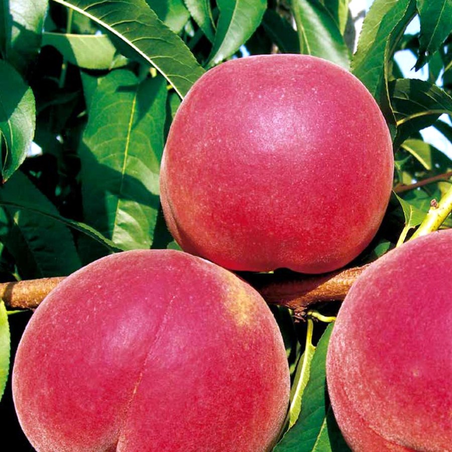 Pesco e Nettarine (Prunus persica) — frutto in campo, foto scheda tecnica Vivai F.lli Zanzi