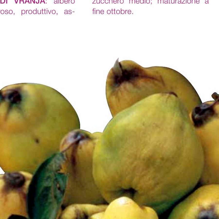 Cotogno (Cydonia oblonga) — frutto in campo, foto scheda tecnica Vivai F.lli Zanzi