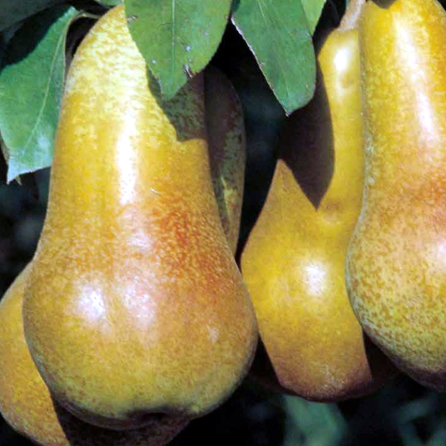 Pero (Pyrus communis) — frutto in campo, foto scheda tecnica Vivai F.lli Zanzi