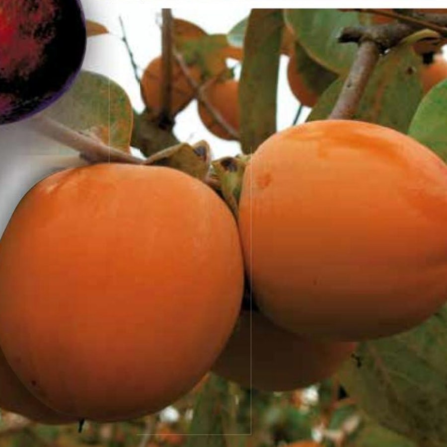 Kaki (Diospyros kaki) — frutto in campo, foto scheda tecnica Vivai F.lli Zanzi