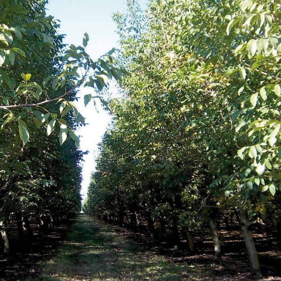Noce (Juglans regia) — frutto in campo, foto scheda tecnica Vivai F.lli Zanzi