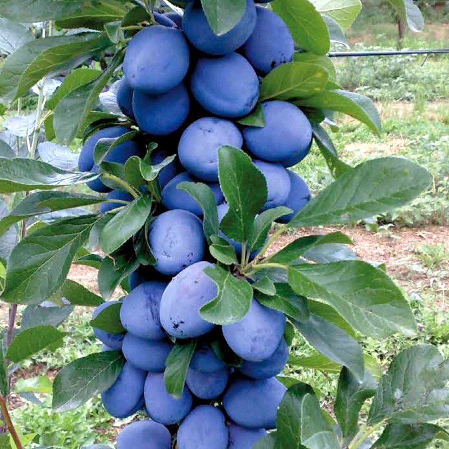 Susino (Prunus salicina / Prunus domestica) — frutto in campo, foto scheda tecnica Vivai F.lli Zanzi
