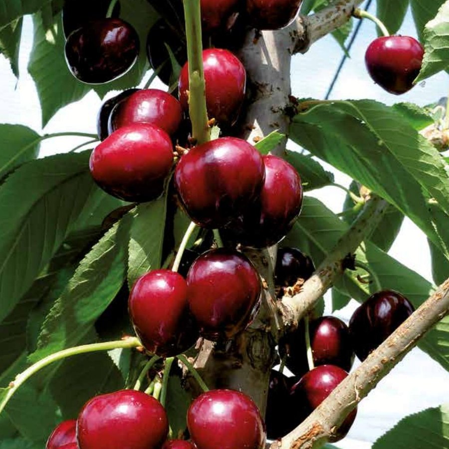 Ciliegio (Prunus avium) — frutto in campo, foto scheda tecnica Vivai F.lli Zanzi